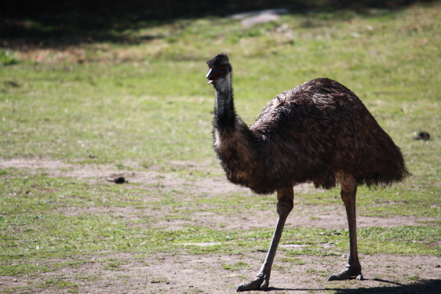 Emu 1
