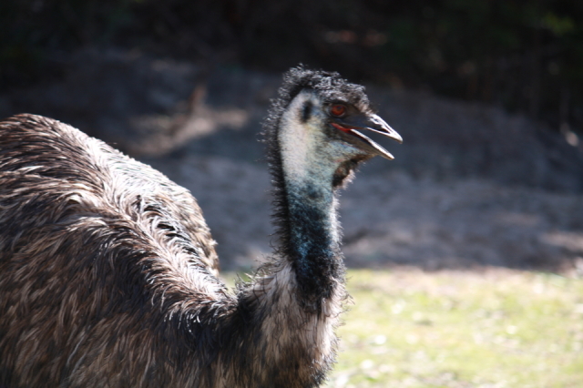Emu 2