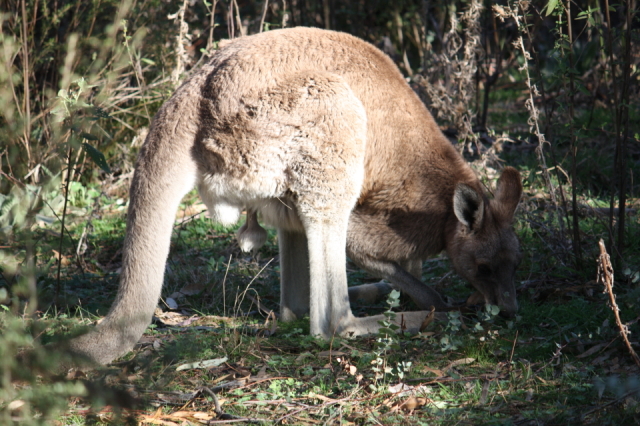 Kangaroo 2