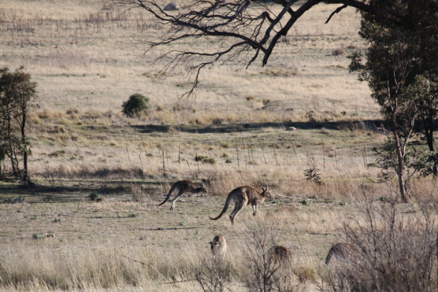 Kangaroo 3