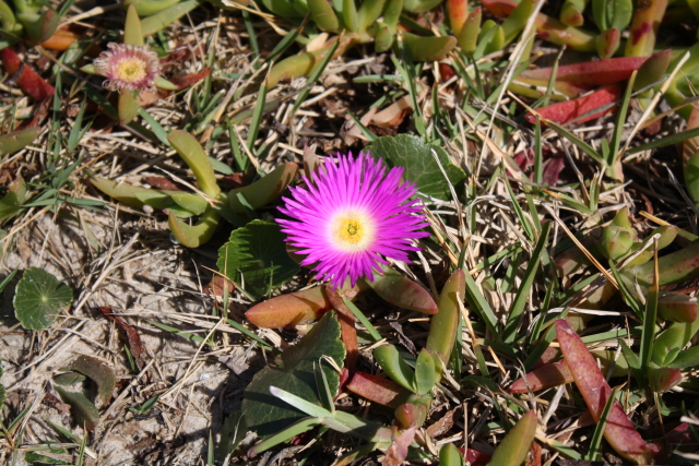 flower 1